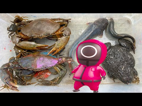 Video Kem Ốc Chanel ra đồng bắt cua, con cóc, ốc sên, nhận... - youtube