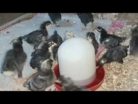 الفراخ الجميزة الاصلي البياض عمر ١٠ ايام و٣ وصفات مهمين جدا لزيادة الحجم ومضاد سموم وفاتح شهية ورفع