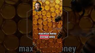 Why Honeycombs Are Hexagons