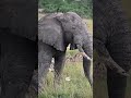 The Gentle Giant with a Swagger 🐘🔥 | Africa’s True King