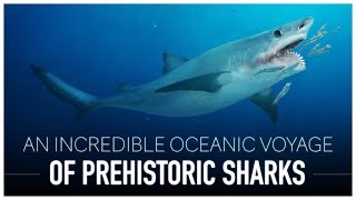 A Complete Guide & Timeline of Prehistoric Sharks | Dinosaur Documentary