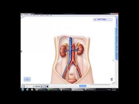 BI 233: Urinary System