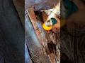 How to shining a meet cleave | Blacksmithing #diy #forg #viralshortvideo #craft #skills
