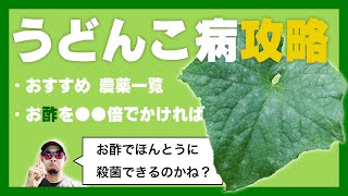 まだ間に合ううどん粉病対策を完全解説