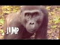 Gorillas in the Congo: A Jump VR Video
