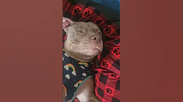 We Love This Lil Freeloader Adorabledog Americanbullybreed 