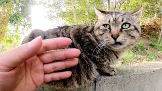 食いしん坊なキジトラ猫、ブロック塀からぽっこりお腹がはみ出しているw