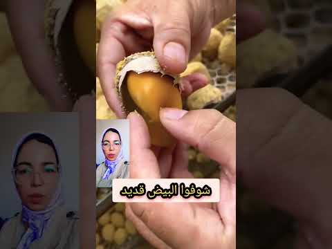 شوفوا البيض حتى هو قديد اعراس اكسبلور