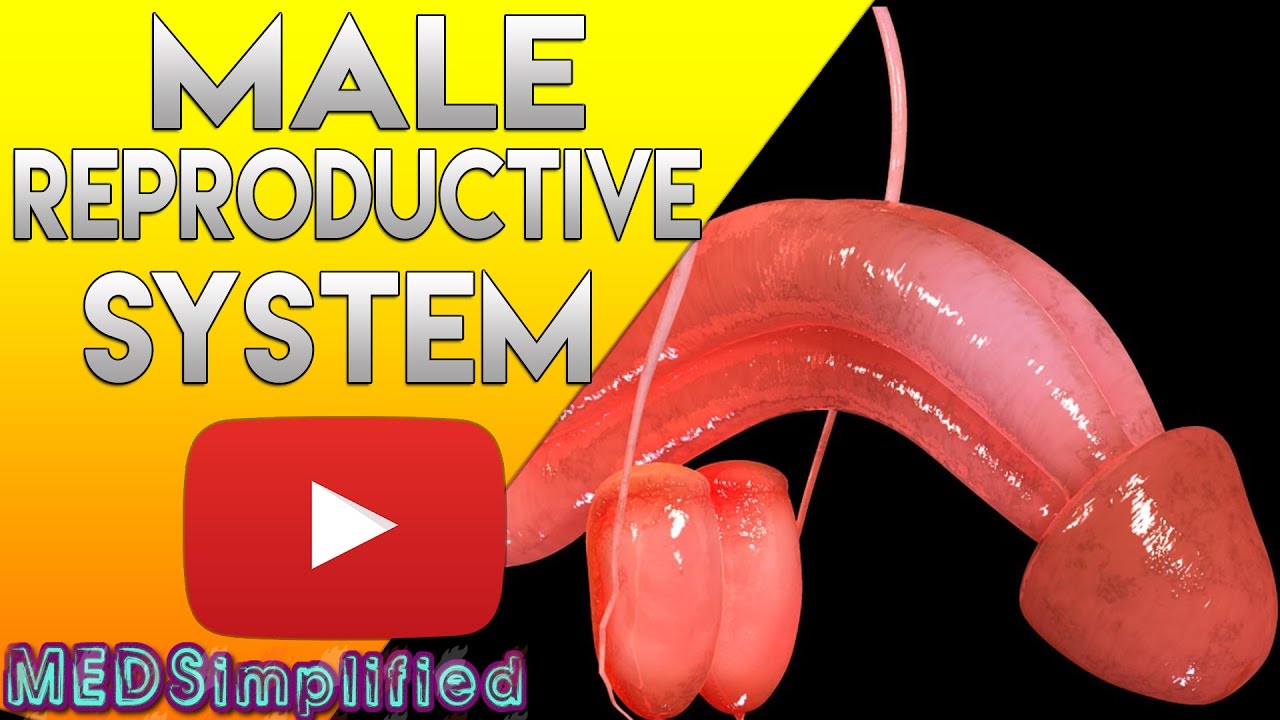 Male Reproductive System Made Simple - Anatomy & Function - YouTube