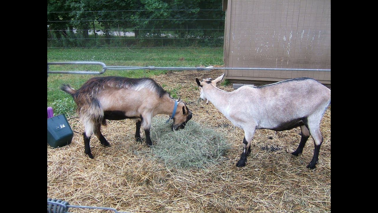 Will Alpine (Swiss) goats breed in the Spring? August 2017 YouTube