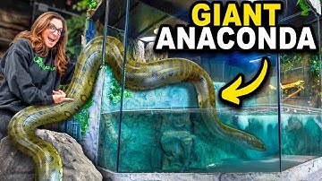 My Giant Anaconda Just Moved In To My New Zoo!