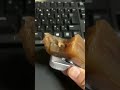 北海道の羊羹食べた糖質制限ダイエットと四毒抜きの結果2型糖尿病30歳で心筋梗塞2本詰まらせ心臓腐ってからの全食事記録1185日目