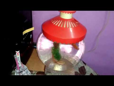 How To Clean Fish Bowl || Easy Method