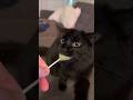 When your cat acts like it hasn’t eaten in years
