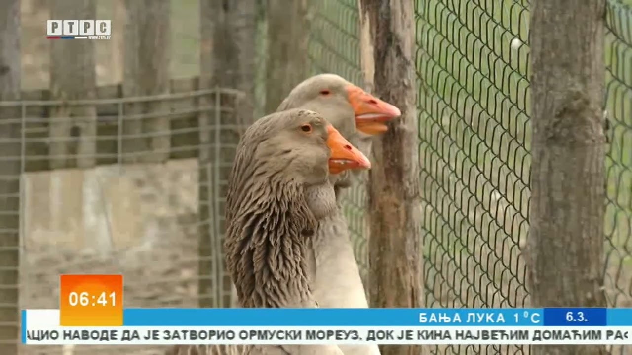 Sve veće interesovanje za domaće proizvode - među njima i guščija mast