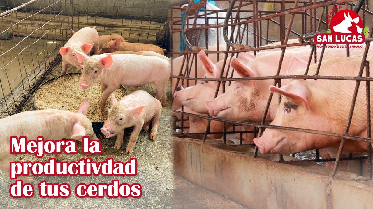 Vitamina ADE en cerdos y lechones | Beneficios en su aplicación | Granja San Lucas