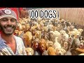 MEETING 100 RESCUED DOGS At One Time! INCREDIBLE!!!