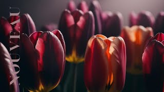 TV ART | Moody Petals in Bloom by Art is the Wolf screenshot 5