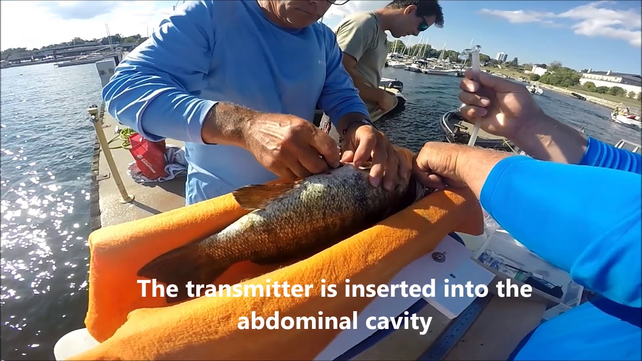 Acoustic Telemetry Bass Surgery