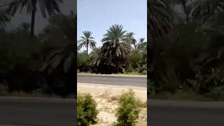 Green Khairpur Green Sindh