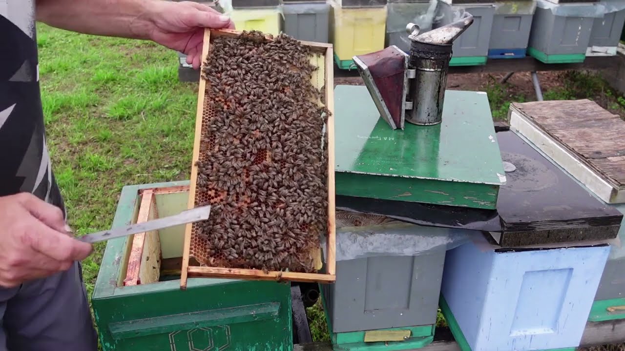 формирование августовских отводков