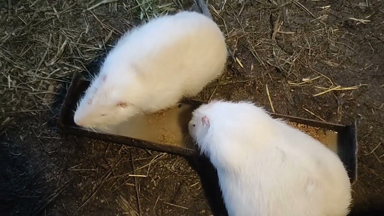 Сено , как формировать семью нутрий , самцы на племя!!!