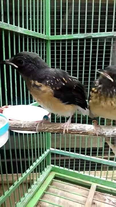 MELATIH ANAKAN MURAi MAKAN SENDIRI
