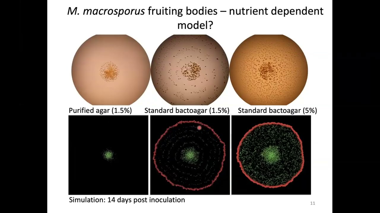 Photomorphogenesis of Myxobacteria: New Insights for Light