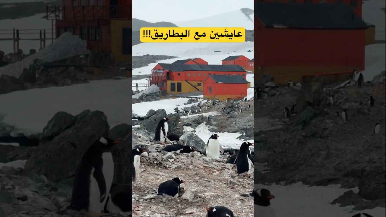 ⁣ماذا يوجد في مستعمرة البشر الوحيدة في أنتاركتيكا 🇦🇶