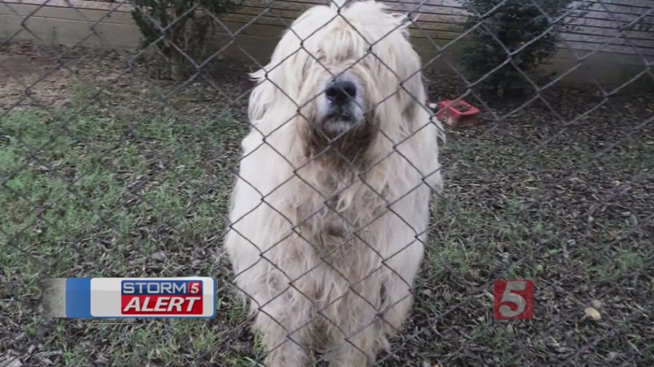 Dog Found Dead In Freezing Cold Weather - YouTube