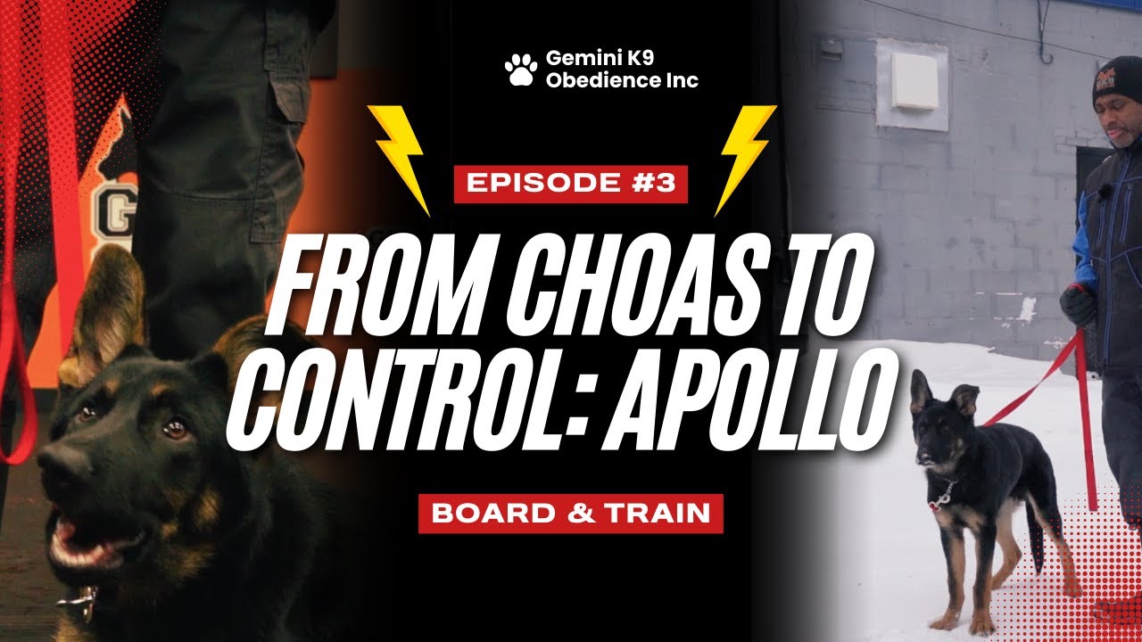 Ограничительное поведение на поводке на улице и дрессировка в помещении | Дрессировка щенков неме...