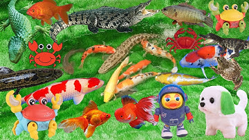 Bạn Cún Đi Bắt Cá Dưới Thác Nước, Bắt Được Nhiều Cá Koi, Cá Vàng, Cá Quả, Ếch, Lươn, Ốc