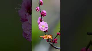 Download Lagu 一剪梅 #音乐#美景#梅花#Music#Beauty#Plum Blossom MP3 Download Lagu 一剪梅 #音乐#美景#梅花#Music#Beauty#Plum Blossom MP3