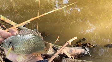 Tập 442 - Câu Cá Rô Đồng, Phát Hiện Ổ Cá Rô Mề Ngay Hốc Cây Mồi Xuống Kéo Thẳng Dây