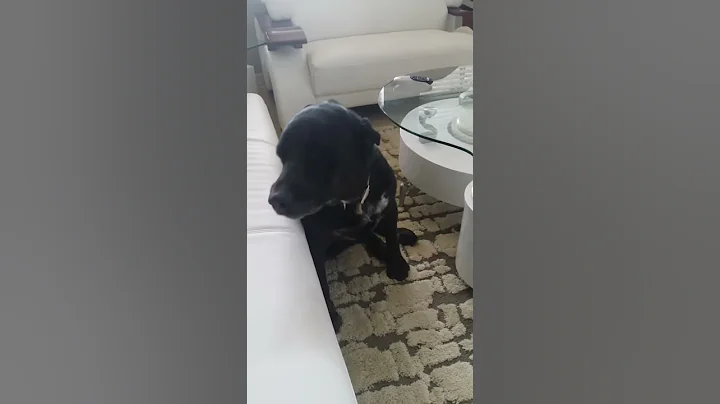 Bad dog in trash...