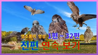 황조롱이 영상 연속 보기(1편~32편)