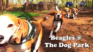 Beagles Playing At Our Awesome Dog Park Dog Forrest Louie The Beagle