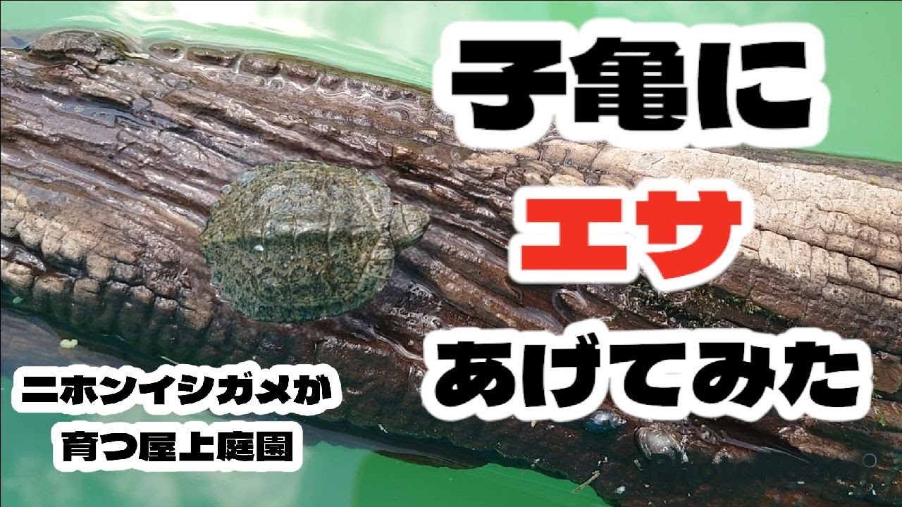 【ニホンイシガメが育つ屋上庭園】子亀にエサをあげてみた #ニホンイシガメ #イシガメ子供 #ゼニガメエサ #子亀飼育 #屋上緑化 - YouTube