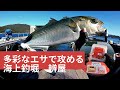 多彩なエサで辨屋を攻める!海上釣堀エサローテーション