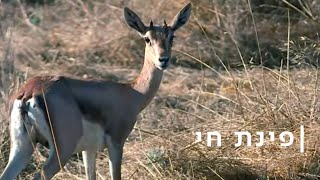 משחק הצבאים: מי יציל את החיה הכי ישראלית מהכחדה?