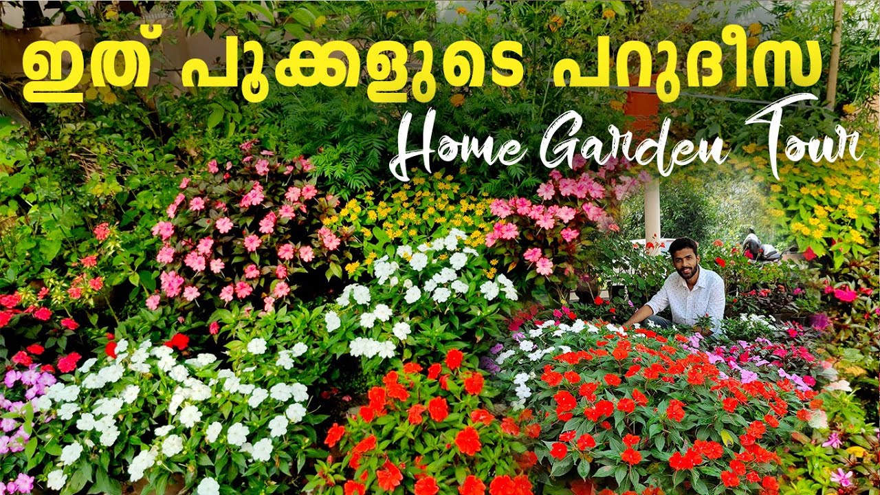 ഇങ്ങനെ ചെയ്താൽ വീട് നിറയെ പൂക്കൾ കൊണ്ട് നിറയും |chinese balsam plant tips|impatients flowering tips