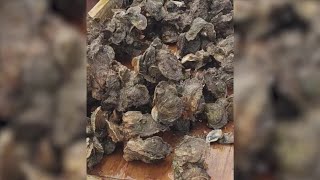 FWC opens applications for 2026 Apalachicola Bay Oyster Harvest