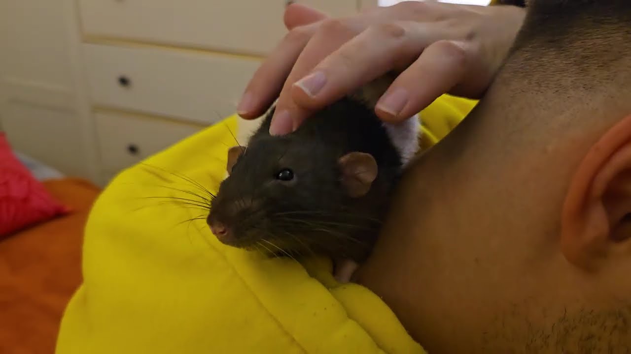 Rat Tenderness and Loving Rat Marpa 