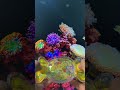 Candy Pompompurin Water Gamebot #gaming #squidgame #satisfyingvideo #satisfying #toys
