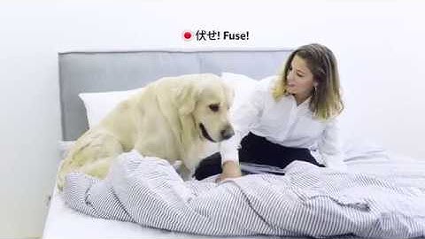 Berlitz Method® – It works, no matter what language.