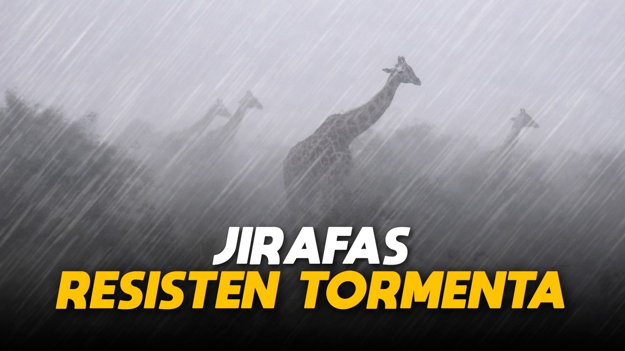 Mira como Jirafas resisten Fuerte Tormenta ¡Video sorprende al mundo!