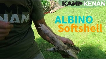 Albino Chinese Softshell Turtle