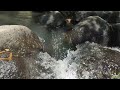 Relaxing River Sounds in Tropical Nature