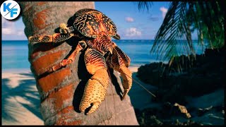 видео: Кокосовый краб. Самый большой краб, которого можно встретить на суше. Но лучше не встречать. картинка: Кокосовый краб. Самый большой краб, которого можно встретить на суше. Но лучше не встречать.