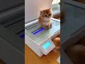 #cat cloning#cat#viral #viral #trending #short